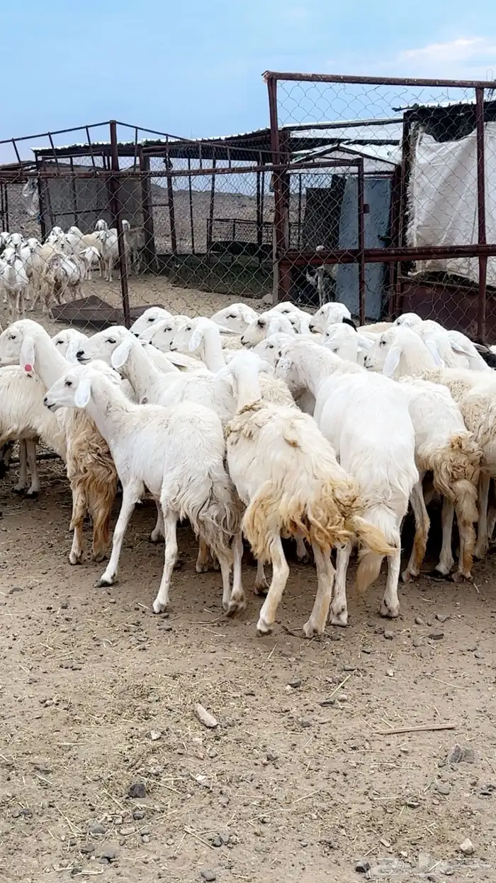 رخال دفيع بفحلها مراح مشروطة ونظافه شرط 4