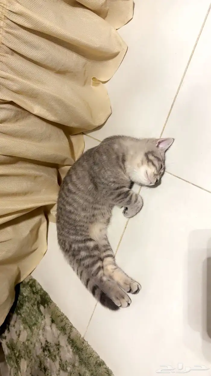 قطة سكوتش ستريت 5