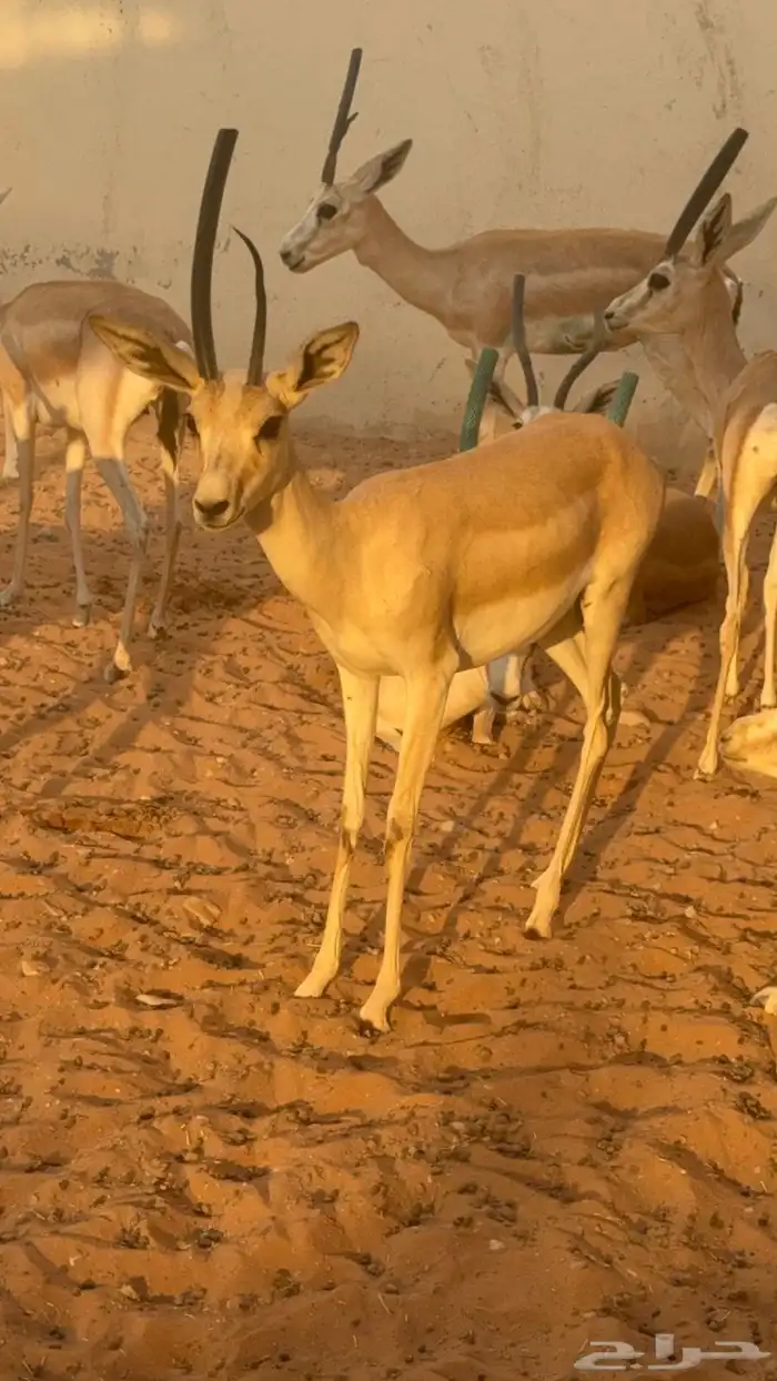 الريمي 0