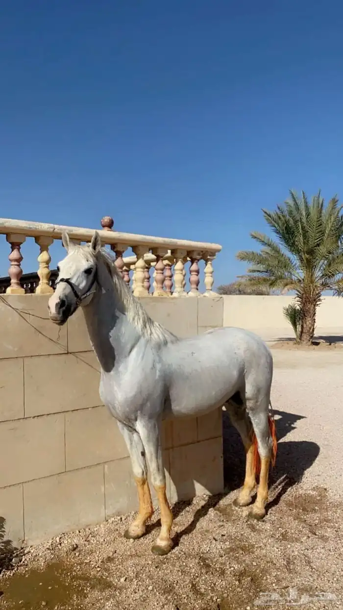 خيل شعبي كفو 1