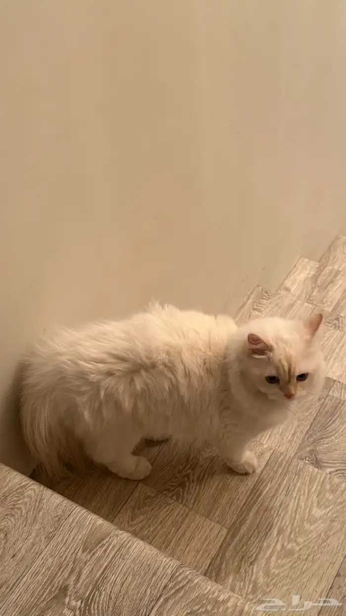 قطة شيرازية 0