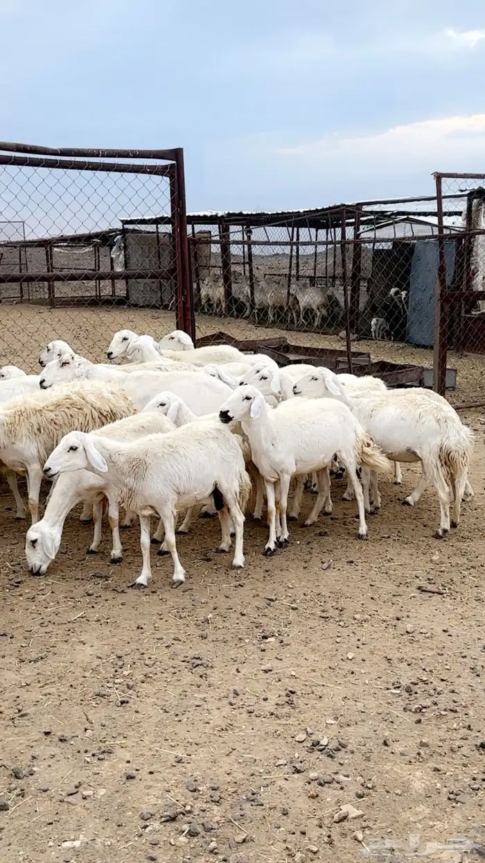 رخال دفيع بفحلها مراح مشروطة ونظافه شرط 5