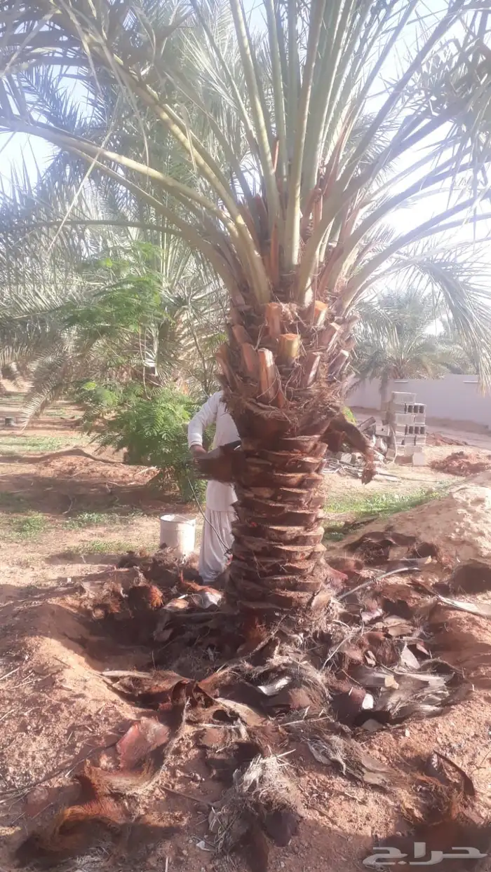 نخل عربي نخل واشنطني زيتون معمر 6