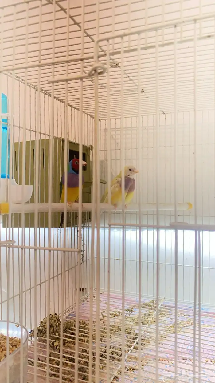 الأحساء 1