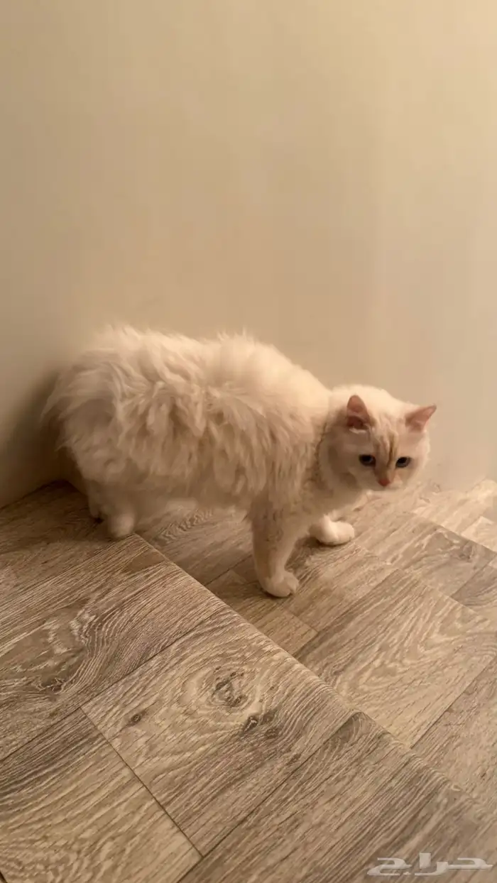 قطة شيرازية 1