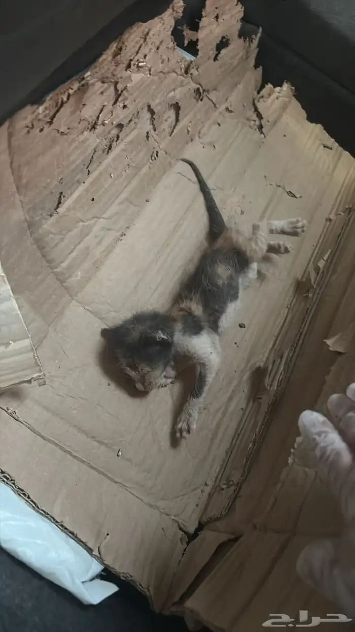 قطوة صغيره 0