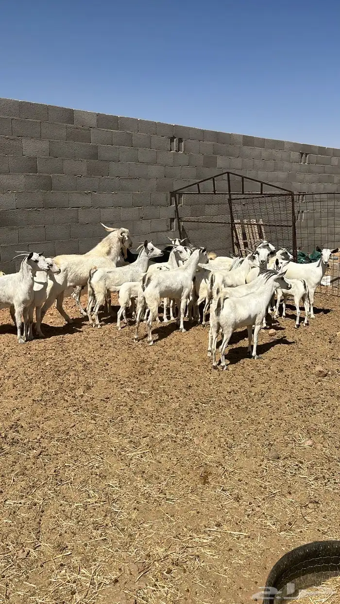 معزا بيشيه انتاج ف المجمعه لها اكثر من 4سنوات 2