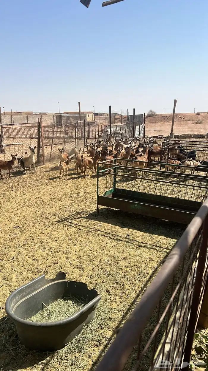 معزا جنوبي غيررر مهجن 5