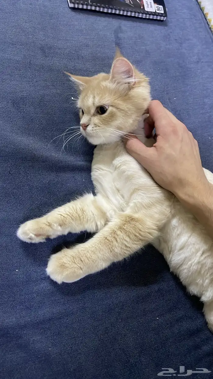 قط للتبني 0
