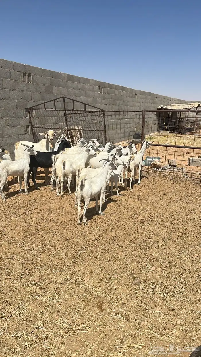 معزا بيشيه انتاج ف المجمعه لها اكثر من 4سنوات 1