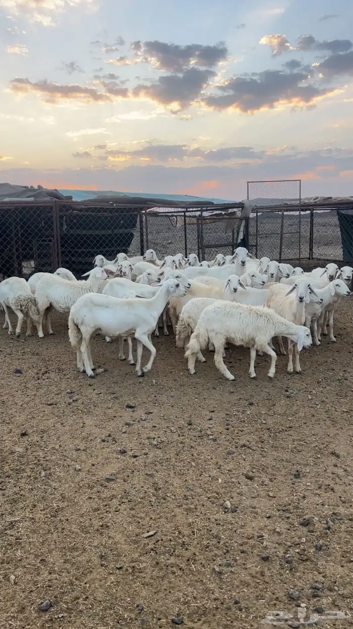 رخال دفيع بفحلها مراح مشروطة ونظافه شرط 3