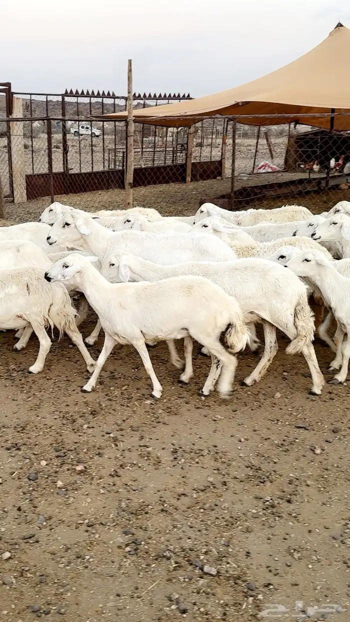 رخال دفيع بفحلها مراح مشروطة ونظافه شرط 2