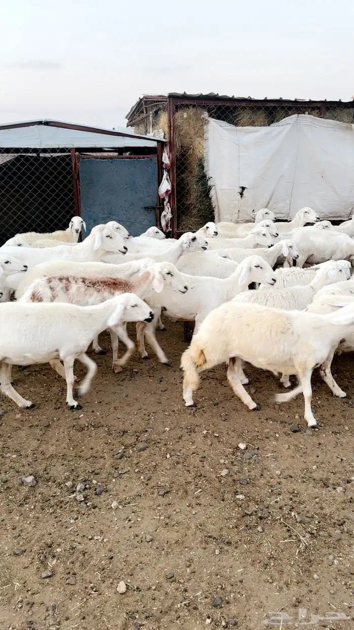 رخال دفيع بفحلها مراح مشروطة ونظافه شرط 0