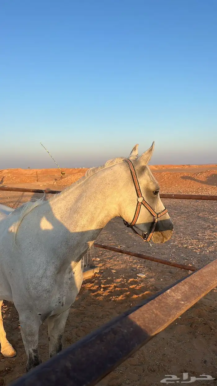 خيل ل البيع 3