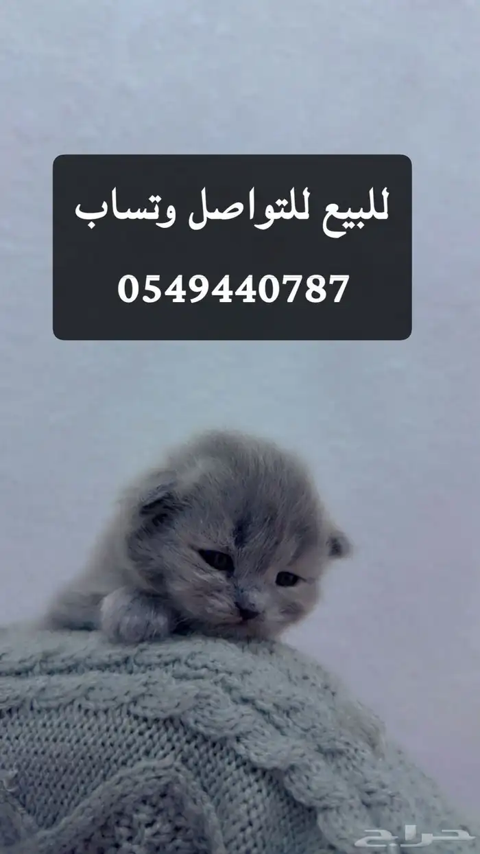 قطط شيرازيه للبيع 4