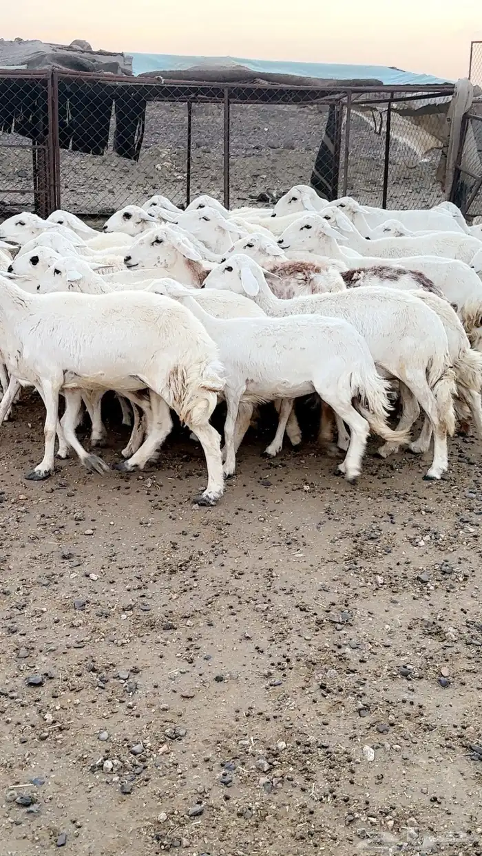 رخال دفيع بفحلها مراح مشروطة ونظافه شرط 1