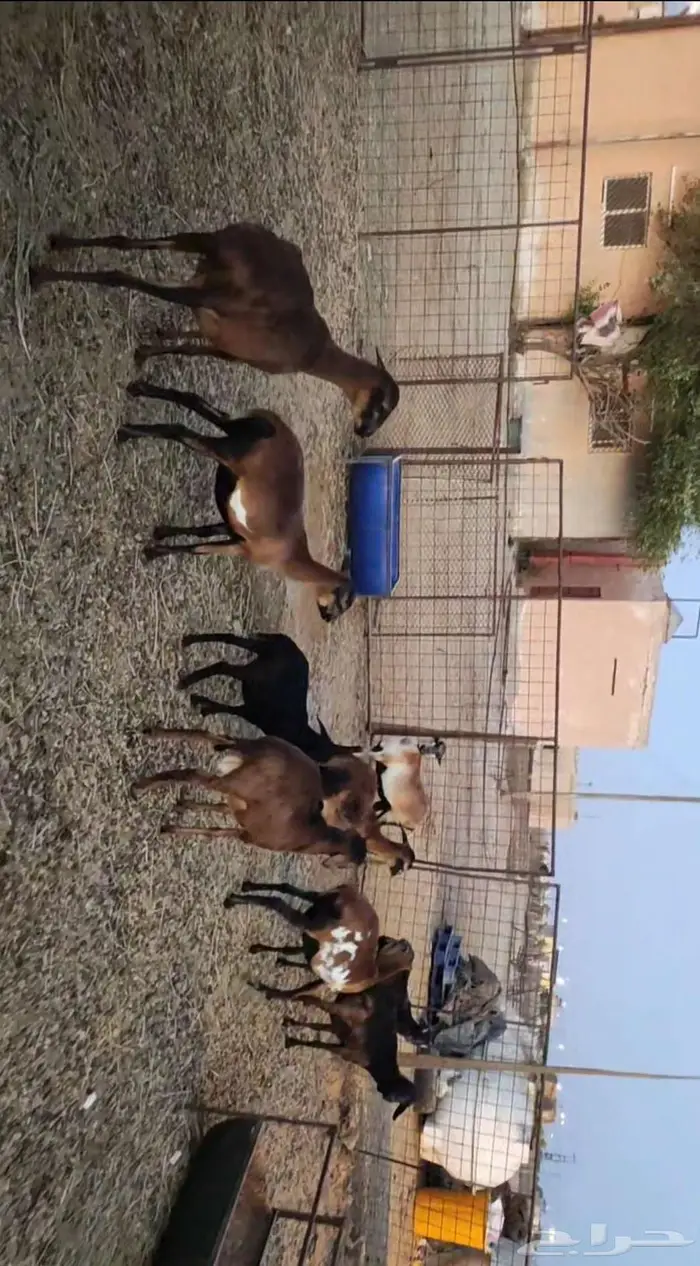 للبيع .. شياه هجين وعل كاميروني 0