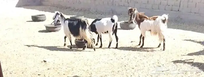 معزا مشاريك 16