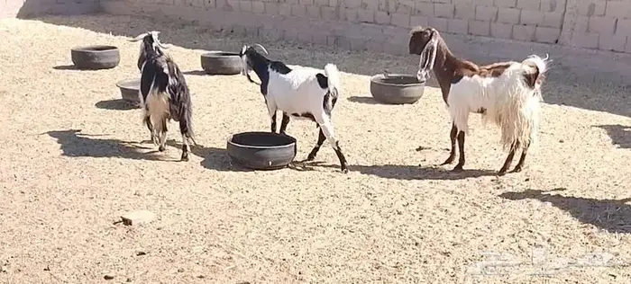 معزا مشاريك 4