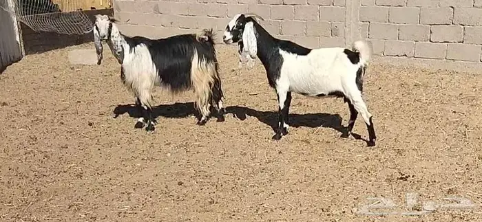 معزا مشاريك 6