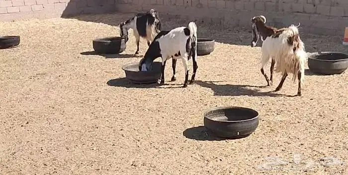 معزا مشاريك 3