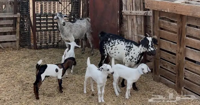 2 ماعز بيشي معه 4 بهم المظيلف 0