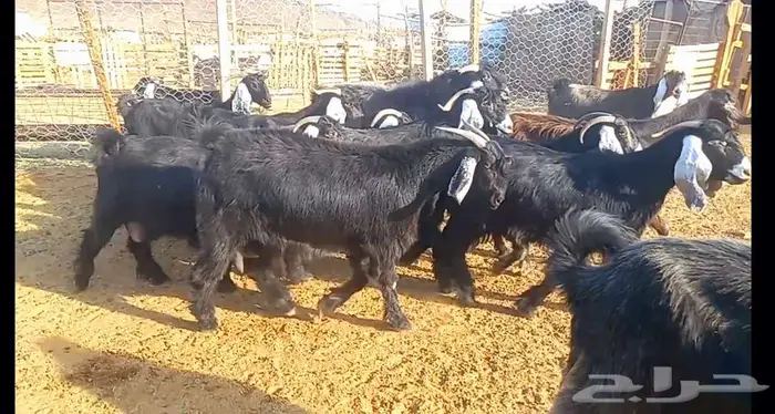 ( تم البيع ) مراح معزا فواخر ودفيع 34
