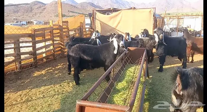 ( تم البيع ) مراح معزا فواخر ودفيع 26
