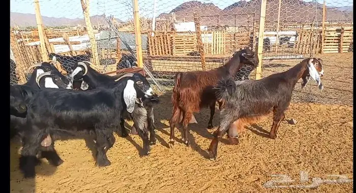 ( تم البيع ) مراح معزا فواخر ودفيع 33