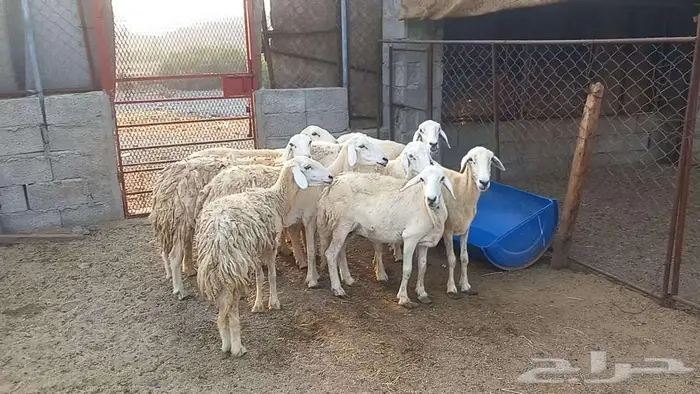 ضان مقاني 2