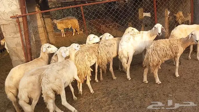 ضان مقاني 3