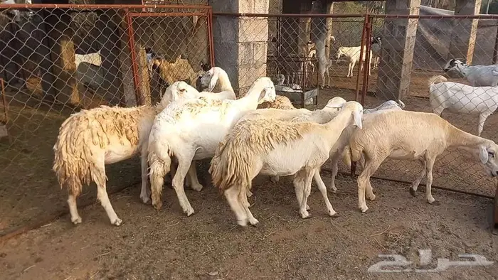 ضان مقاني 4