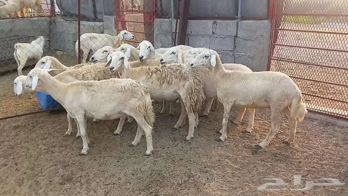 ضان مقاني 5