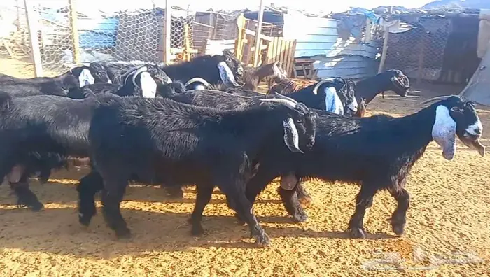 ( تم البيع ) مراح معزا فواخر ودفيع 20
