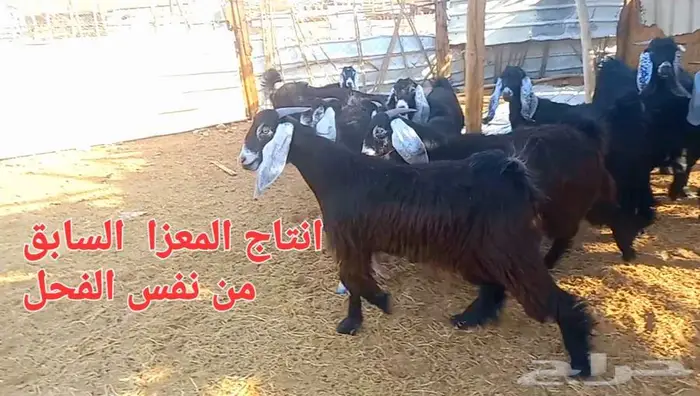 ( تم البيع ) مراح معزا فواخر ودفيع 35