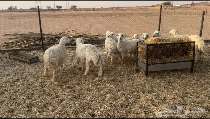 للبيع بهم الدوادمي 1