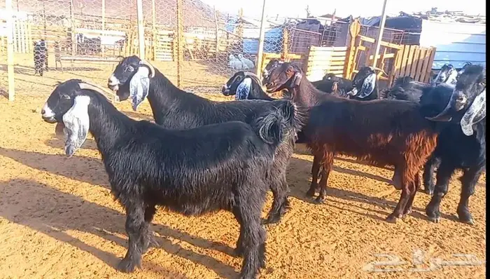 ( تم البيع ) مراح معزا فواخر ودفيع 1