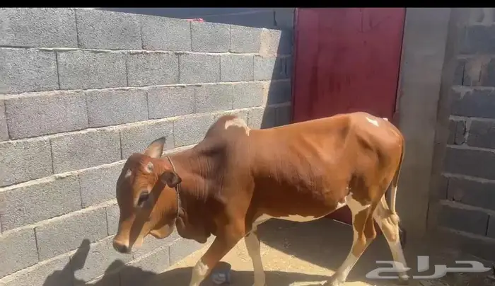 عجل للبيع 0
