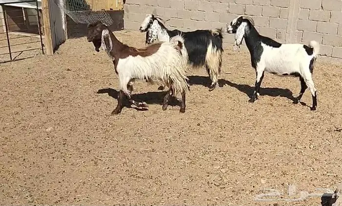 معزا مشاريك 8