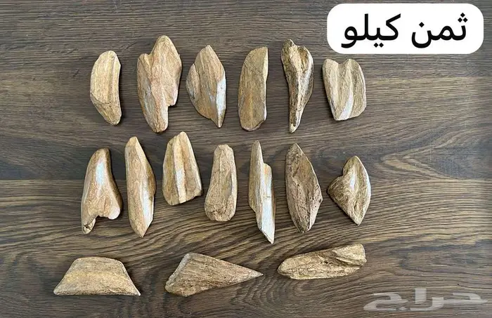 عود مروكي محسن 2
