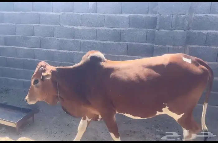 عجل للبيع 1