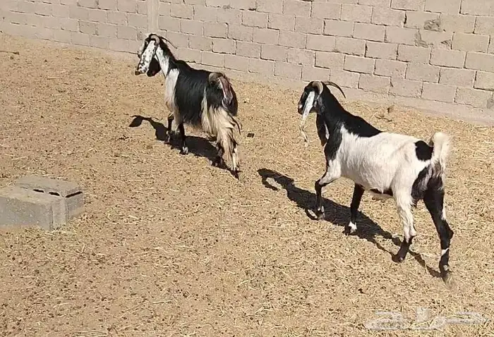 معزا مشاريك 11