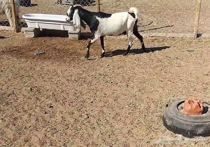 معزا مشاريك 10