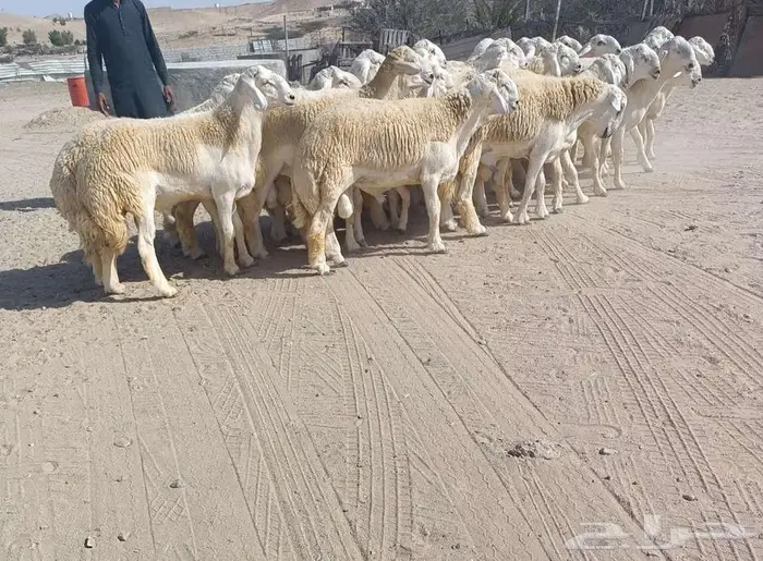 25 جذعان فواخر من الصياد في أملج -الحد موجود 2