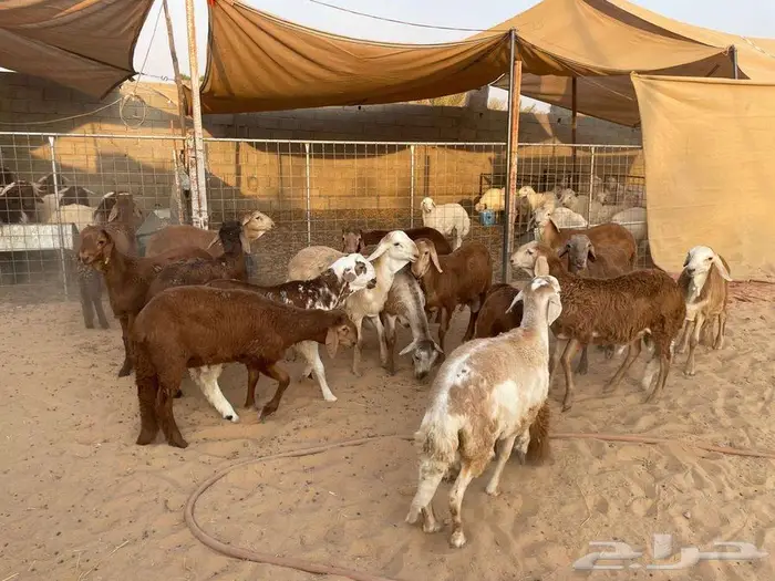 ذبائح نعيم حري سواكن ذبايح تابي تمارا 8