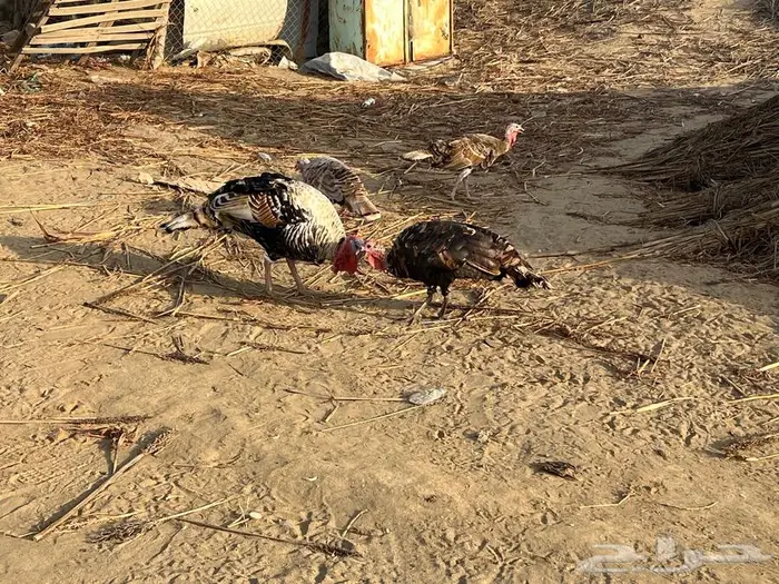 دجاج رومي 1