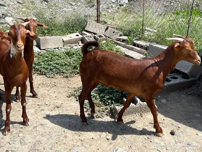 تيوس بلدي من محايل عسير ( طحاحين ) معمل ال خليف عدد 13 2