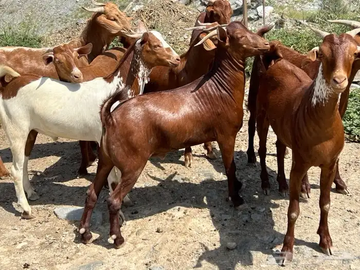 تيوس بلدي من محايل عسير ( طحاحين ) معمل ال خليف عدد 13 1