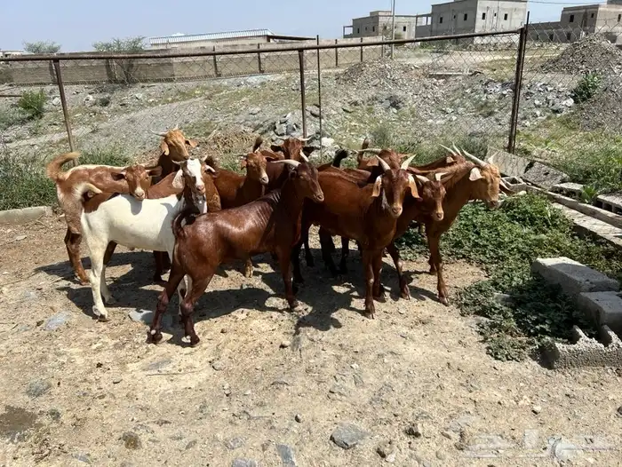 تيوس بلدي من محايل عسير ( طحاحين ) معمل ال خليف عدد 13 4