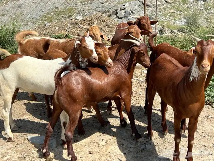 تيوس بلدي من محايل عسير ( طحاحين ) معمل ال خليف عدد 13 0